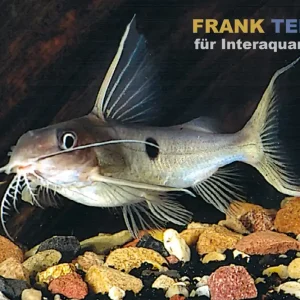 Einpunkt-Fiederbartwels, Synodontis notatus 1 Spot, 6-7 cm Garantierte Lieferung
